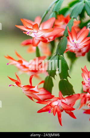 Cactus de Noël ou Schlumbergera, cactus de Thanksgiving. Close up. Banque D'Images