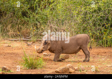 Les grandes communes adultes phacochère (Phacochoerus africanus) à genoux en se nourrissant, Madikwe Game Reserve, Afrique du Sud. Banque D'Images