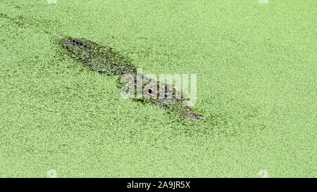 JACKSONVILLE, GA, USA- OCT, 23, 2017 : photo aérienne d'un alligator dans un étang recouvert de mauvaises herbes - éditorial uniquement Banque D'Images