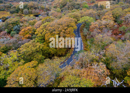 Vue de dessus de l'antenne, de la route sinueuse à travers la forêt d'automne prises par drone Banque D'Images