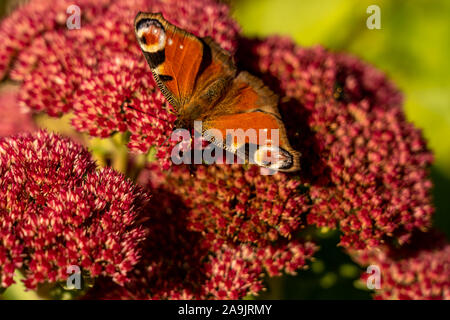 Libre d'un papillon rouge sur rouge fleur, rhoen, Hesse, Germany Banque D'Images