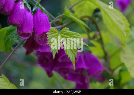 Golden Hop - Humulus lupulus 'Aureus' avec l'AGA de la digitale pourpre - Digitalis purpurea Banque D'Images