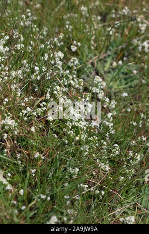 Le Galium saxatile - Heath Le gaillet Banque D'Images