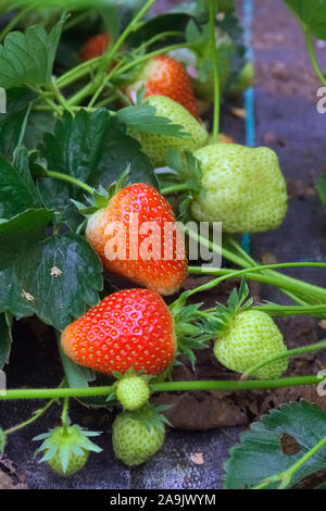 Fragaria x ananassa 'Symphony' (PBR) (F) de plus en plus de l'AGA par mypex le paillis de plastique Banque D'Images