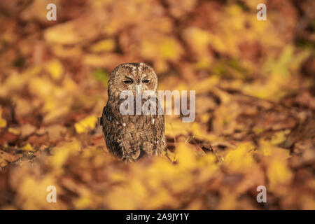 Chouette hulotte Strix Aluco enr  ;, niché au milieu de feuilles d'automne Banque D'Images