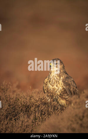 Buse variable Buteo buteo, ,sur le terrain en garrigue heather ancien Banque D'Images