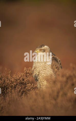 L'Autour des palombes, Accipiter gentilison avec les proies garrigue Suffolk Banque D'Images