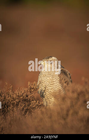 L'Autour des palombes, Accipiter gentilison avec les proies garrigue Suffolk Banque D'Images