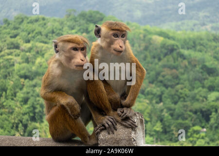 Paire de Toque Macaque (Macaca Sinica) dans la jungle verte. Cute les singes sauvages dans la nature Habitat, Kandy, Sri Lanka, en Asie. Banque D'Images