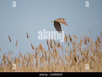 Petit Blongios (Botaurus stellaris), volant au-dessus de roselière, parc national de Hortobágy, Hongrie Banque D'Images