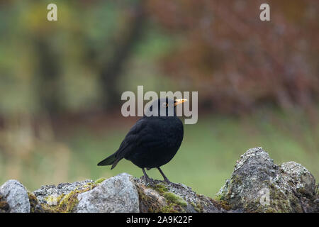 Blackbird (Turdus merula) homme assis sur mur de pierre, Dumfries, Ecosse SW Banque D'Images