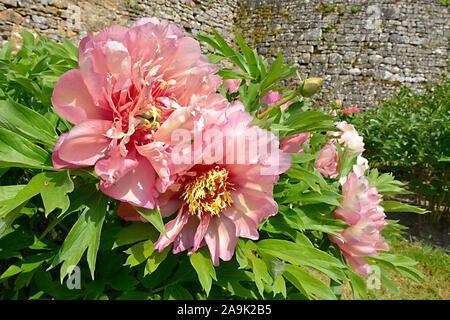 Rose fleurs pivoines chinois gros plan (Paeonia lactiflora) Banque D'Images