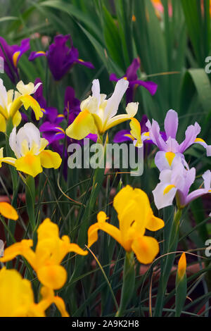 Dutch Iris - l'avant à l'arrière - Bronze la perfection, Roi Mauve, Symphony et Blue Pearl Banque D'Images