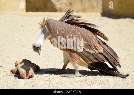 Gros plan du vautour fauve (Gyps fulvus) sur le sol avec pièce de viande Banque D'Images