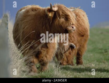 Highland coos (vaches) pâturage herbe d'été Banque D'Images