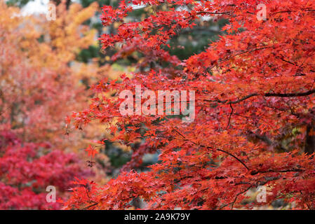 Focus sélectif de feuilles d'érable en automne. Banque D'Images