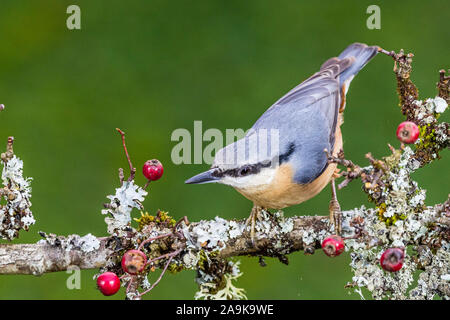 Aberystwyth, Pays de Galles, Royaume-Uni. 16 novembre 2019. Une sittelle européen est la recherche de nourriture dans un arbre d'aubépine baies laden au milieu du Pays de Galles. Phil Jones de crédit/Alamy Live News Banque D'Images