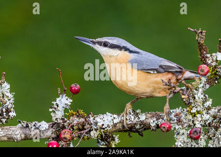 Aberystwyth, Pays de Galles, Royaume-Uni. 16 novembre 2019. Une sittelle européen est la recherche de nourriture dans un arbre d'aubépine baies laden au milieu du Pays de Galles. Phil Jones de crédit/Alamy Live News Banque D'Images