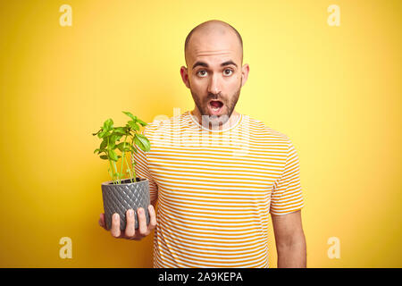 Jeune homme tenant le basilic plat terrain isolé sur fond jaune peur sous le choc avec un visage surpris, effrayé et excité avec crainte expression Banque D'Images