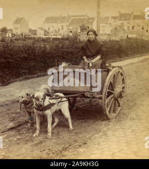 Une femme portant le lait dans un chariot tiré par un chien, Anvers, Belgique Banque D'Images