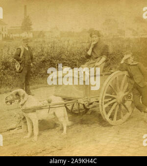 Une femme portant le lait dans un chariot tiré par un chien, Anvers, Belgique Banque D'Images