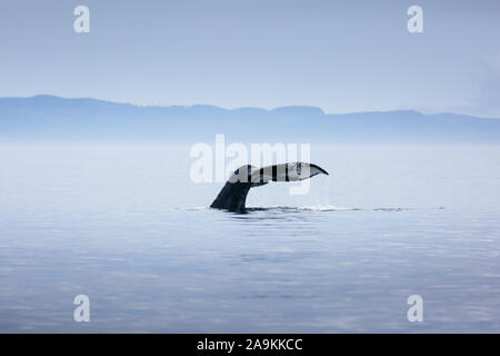 Le Canada, la Colombie-Britannique. Queue de baleine à bosse à Victoria Banque D'Images