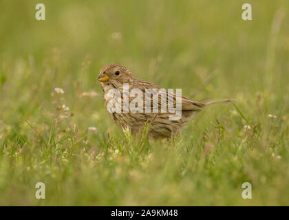 Miliaria calandra corn Bunting (adultes), la reproduction dans le parc national de Hortobágy, Hongrie Banque D'Images