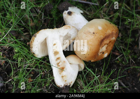 Russula foetens, connu sous le nom de Russula puant ou Brittlegill puant, de la Finlande aux champignons sauvages Banque D'Images