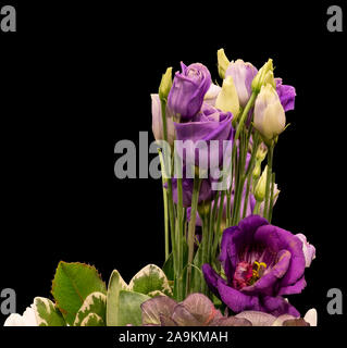 Bouquet de lisianthus violet rose macro, vintage fine art nature morte de fleurs, bourgeons, tiges vertes, fond noir, dans un style de peinture Banque D'Images