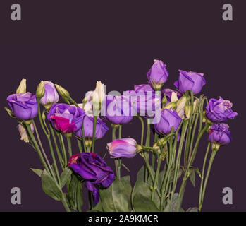 Bouquet de lisianthus violet bleu macro, vintage fine art nature morte de fleurs, bourgeons, tiges vertes, blackberry fond couleur, dans un style de peinture Banque D'Images