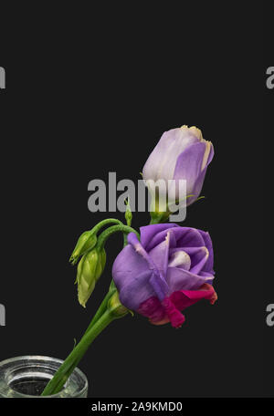 Rouge Violet de gentiane des prairies macro fleurs voyantes, vintage fine art nature morte d'un bourgeons floraison etuve dans un vase,fond noir,dans un style de peinture Banque D'Images