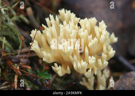 Annexes Références taxinomiques Ramaria, un champignon de corail à partir de la Finlande Banque D'Images