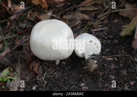 Agaricus arvensis, connu comme le cheval sauvage, champignons champignon comestible de la Finlande Banque D'Images