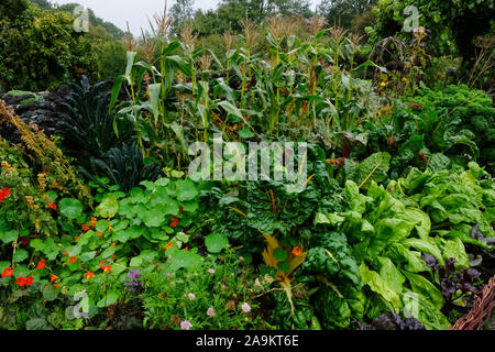 Un mélange de légumes y compris les cardes, maïs doux et les capucines poussant dans un jardin de cuisine - John Gollop Banque D'Images