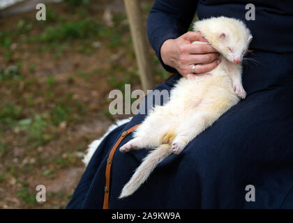 Femme hands holding adorable furet blanc à l'extérieur. Dormir sur des furets d'argent à fourrure femme genoux à l'extérieur Banque D'Images