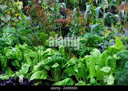 Un mélange de légumes poussant dans un jardin de cuisine - John Gollop Banque D'Images