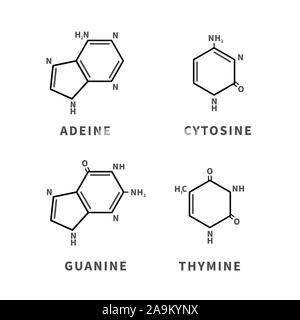 Ensemble de structures chimiques des Adeine, la cytosine, la guanine et la thymine, quatre principaux nucléobases, simples icônes noires Illustration de Vecteur