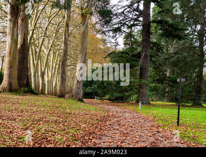 L'automne Feuilles d'Automne dans le parc Promenade avec arbres et buissons verts. Banque D'Images