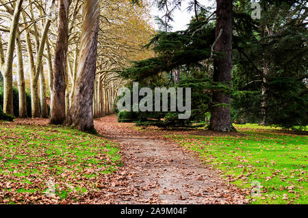 L'automne Feuilles d'Automne dans le parc Promenade avec arbres et buissons verts. Banque D'Images