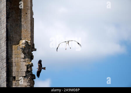 Cigogne Blanche en vol (Ciconia ciconia) et milan noir (Milvus migrans) France Banque D'Images