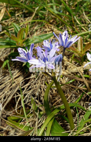 Scilla verna (spring squill) est originaire d'Europe de l'Ouest, et on les trouve généralement dans les prairies sèches court près de la mer. Banque D'Images