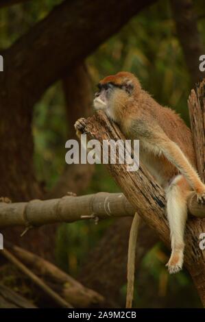 Singe Papas sur une branche Banque D'Images