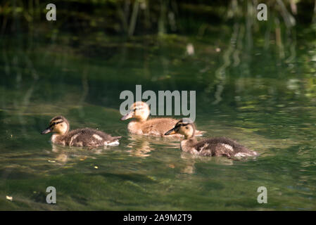 Canetons colverts (Anas plathyrhynchos,), France Banque D'Images