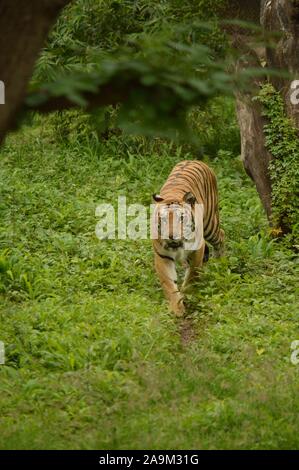 Tigre du Bengale royal au zoo de Hyderabad Banque D'Images