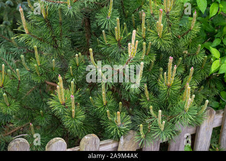 Pinus mugo mughus (pin nain) au printemps avec les jeunes pousses et les cônes femelles Banque D'Images
