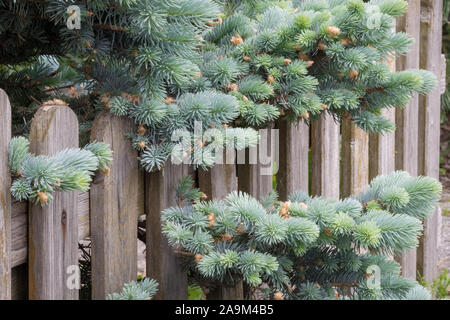 Gros plan d'une diffusion ou naine rampante épinette du Colorado (Picea pungens 'Glauca Prostrata' ) qui poussent à travers une barrière en bois dans un jardin urbain Banque D'Images