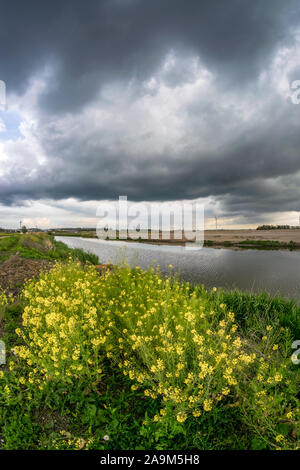 Des nuages noirs menaçants avec des fleurs de colza dans l'avant-plan le long d'un canal en Hollande. Beau contraste entre le ciel et les fleurs. Banque D'Images