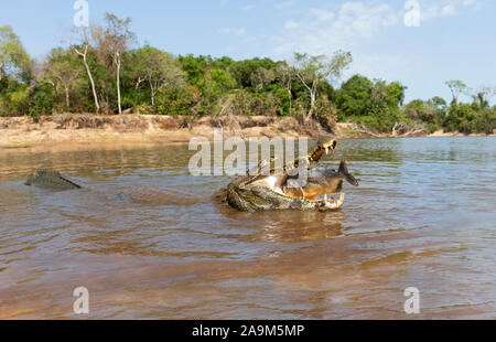 Close up d'un caiman yacare (Caiman yacare) piranha manger, Sud Pantanal, Brésil. Banque D'Images