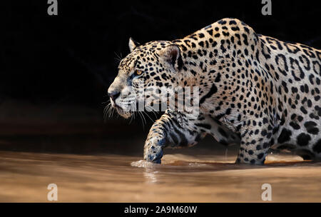 Gros plan d'une Jaguar walking dans l'eau, Pantanal, Brésil. Banque D'Images