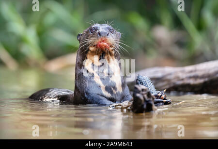 Gros plan d'une loutre géante de manger du poisson, Pantanal, au Brésil. Banque D'Images